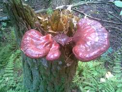 Image of lingzhi mushroom