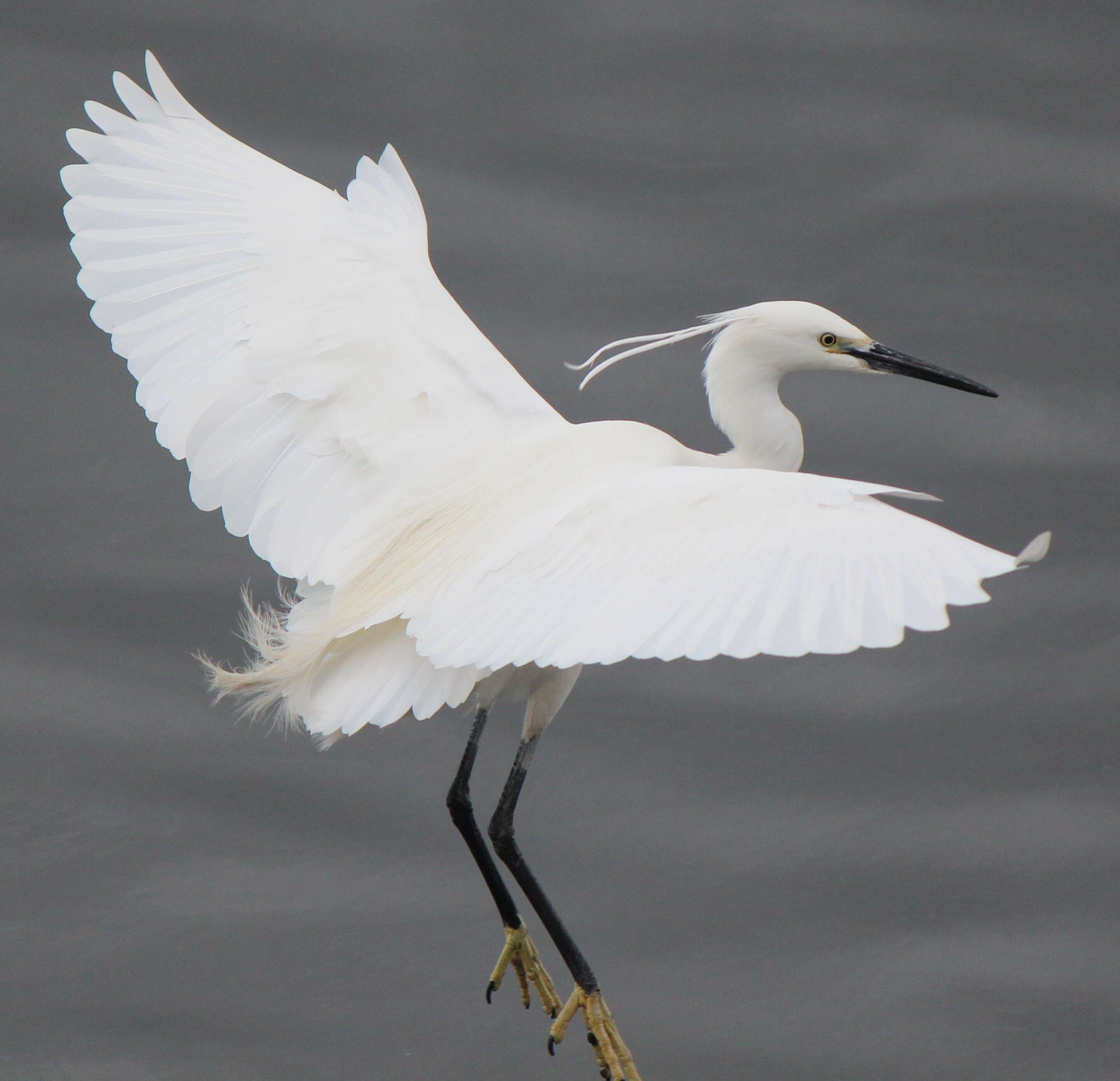 Image of Little Egret