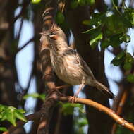 Слика од Coryphistera Burmeister 1860