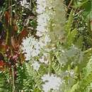 Stenanthium leimanthoides的圖片