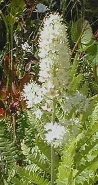 Image de Stenanthium leimanthoides