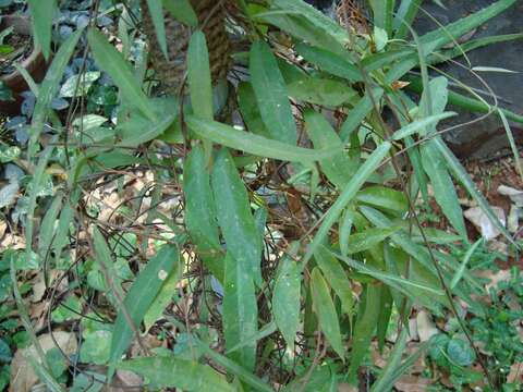 Image of Hemidesmus indicus (L.) R. Br.