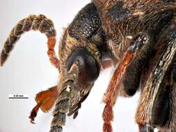 Image of Pea weevil