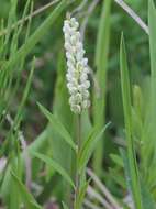 Image of Seneca snakeroot