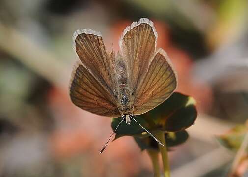 Image of Polyommatus admetus (Esper (1783))