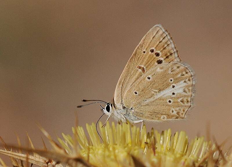 Image of Polyommatus admetus (Esper (1783))