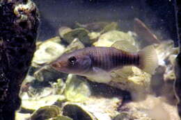 Image de Fundulus similis (Baird & Girard 1853)