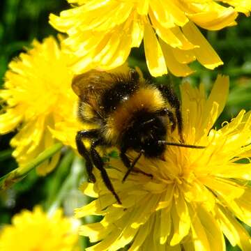 Image of Vestal cuckoo bee