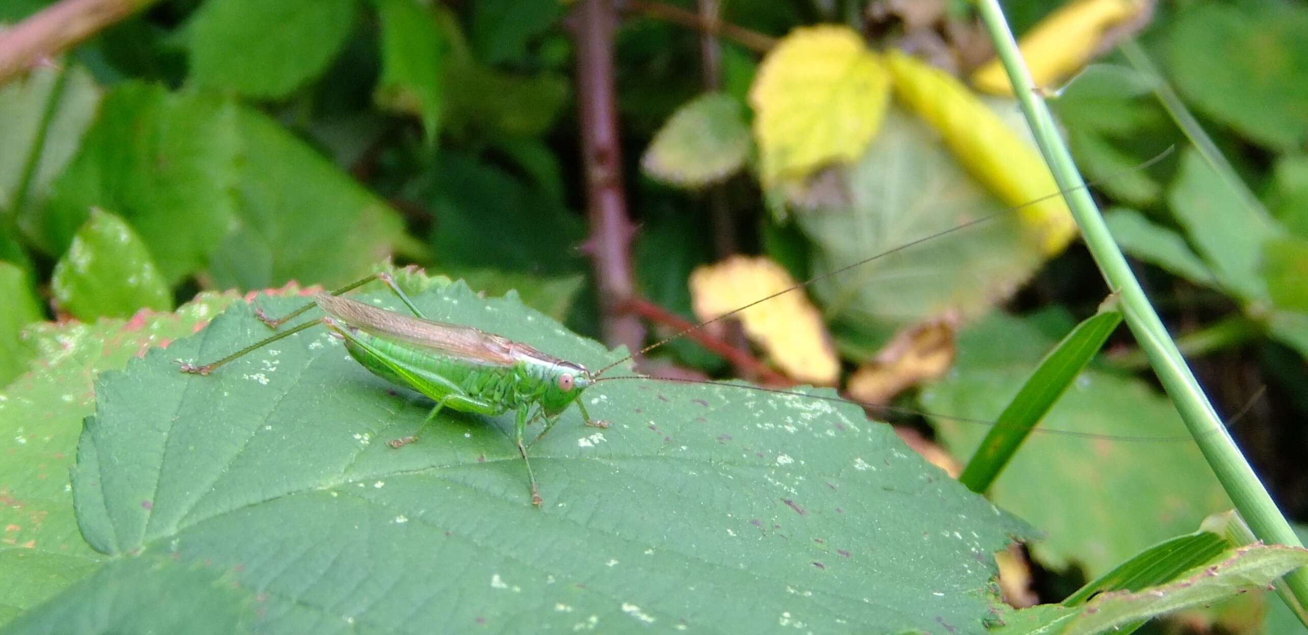 Image of Long-winged conehead