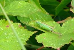 Image of Long-winged conehead