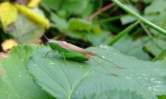 Image of Long-winged conehead