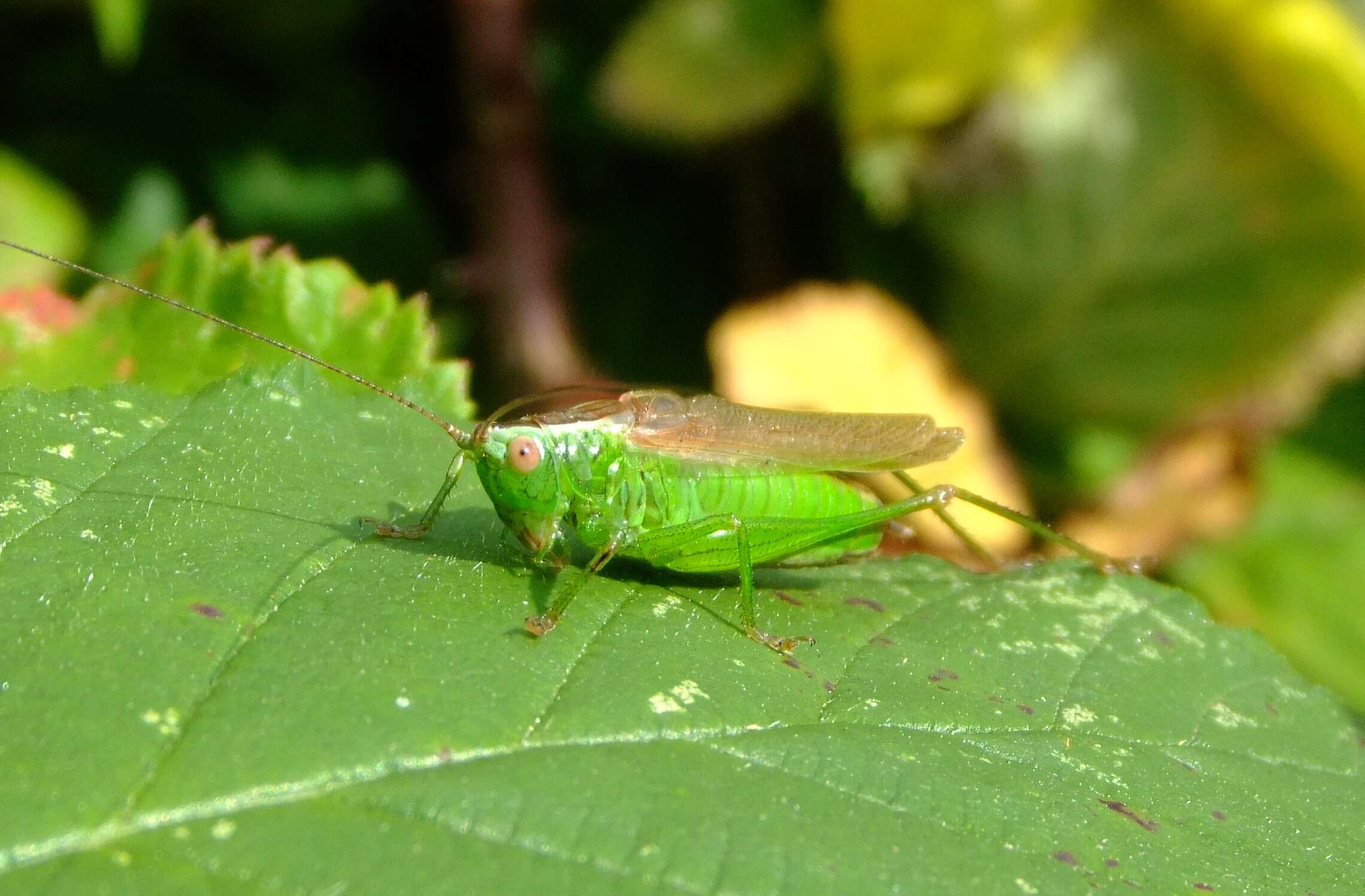 Image of Long-winged conehead