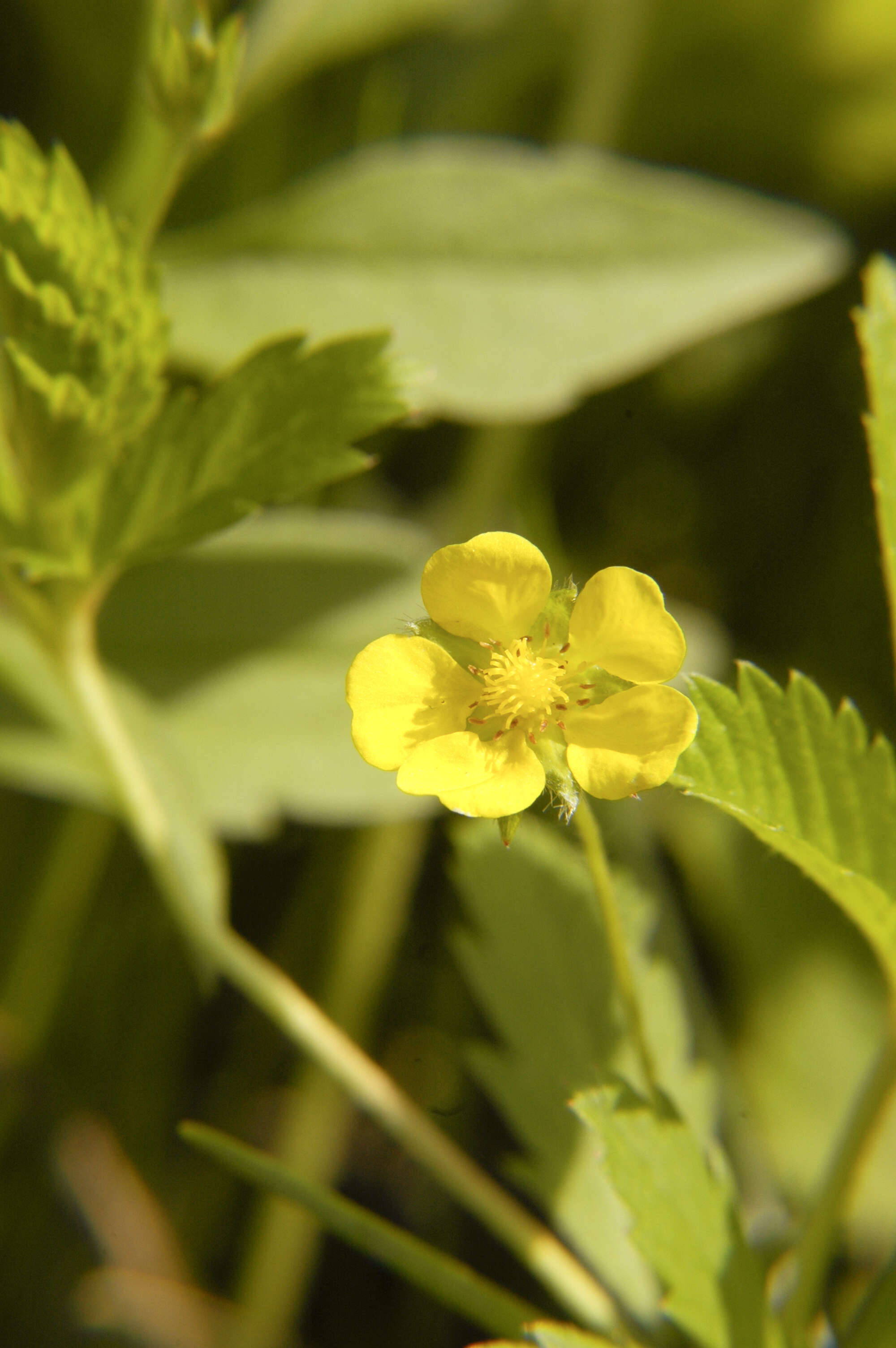 Image of common cinquefoil