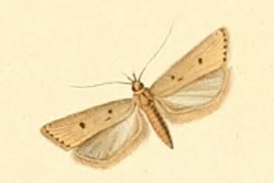 Image de Acompsia antirrhinella Milliére 1868