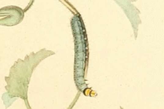 Image of Acompsia antirrhinella Milliére 1868