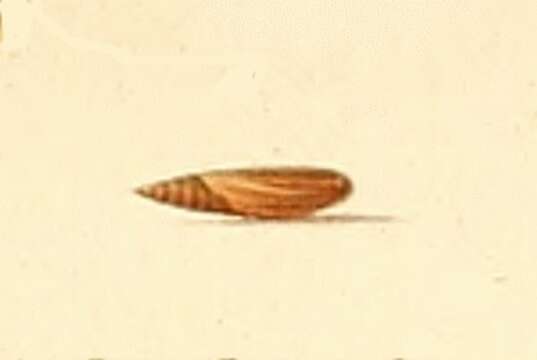 Image of Acompsia antirrhinella Milliére 1868