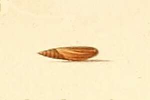 Image of Acompsia antirrhinella Milliére 1868