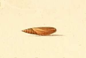 Image de Acompsia antirrhinella Milliére 1868