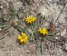 Imagem de Pyrrocoma apargioides (A. Gray) Greene