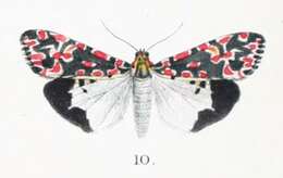 Image of Utetheisa cruentata Butler 1881