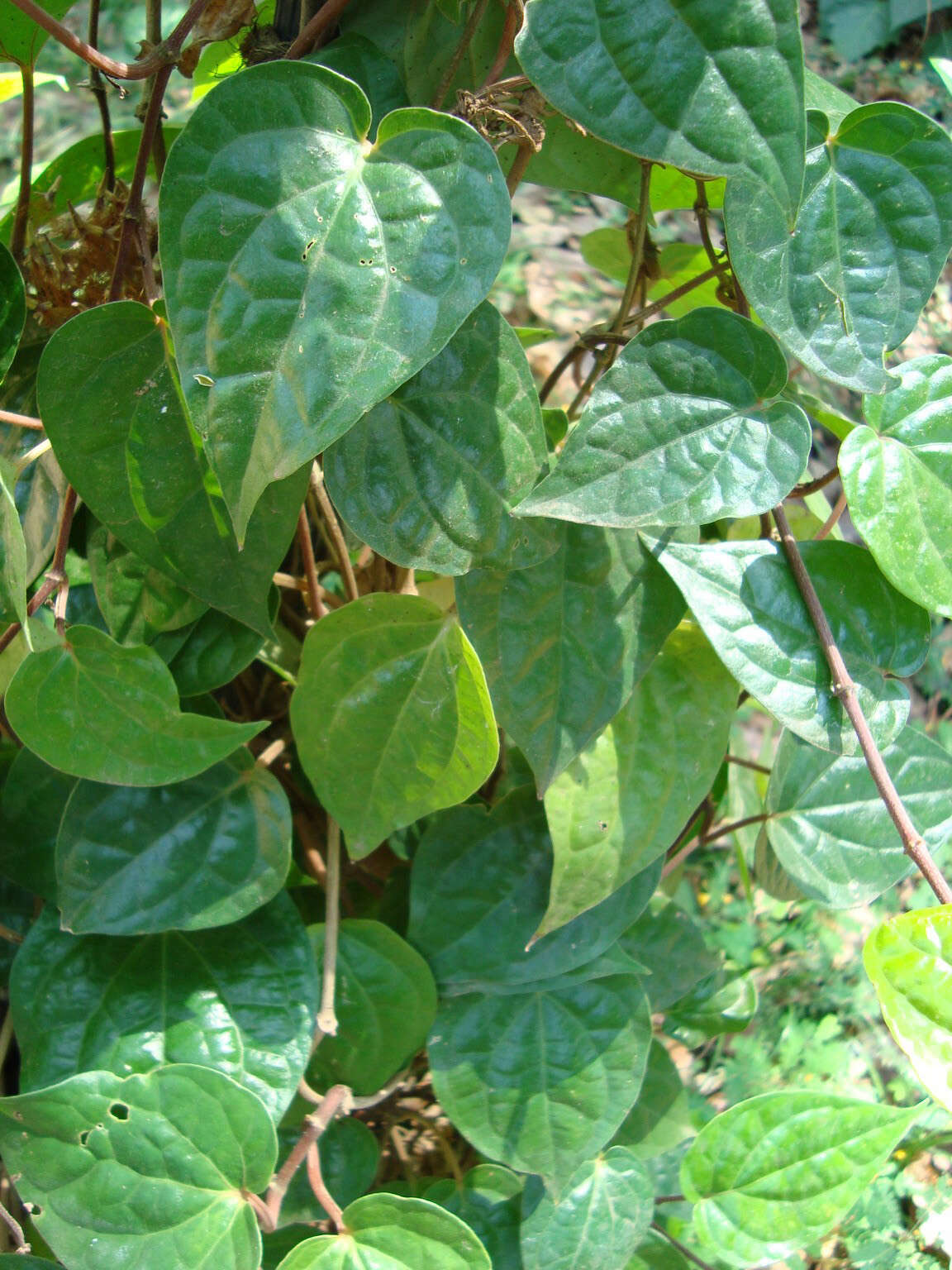 Image of Betel pepper