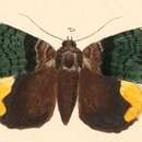 Image of Achaea radama Felder & Rogenhofer 1874