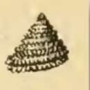 Image of Laetifautor rubropunctatus (A. Adams 1853)