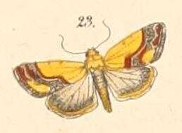 Image de Acontia sexpunctata Fabricius 1794