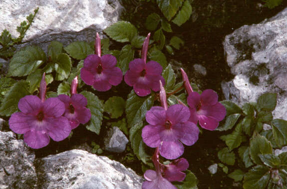 Image of Achimenes grandiflora (Schiede) DC.