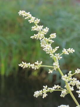 Image of Artemisia lactiflora Wall. ex DC.