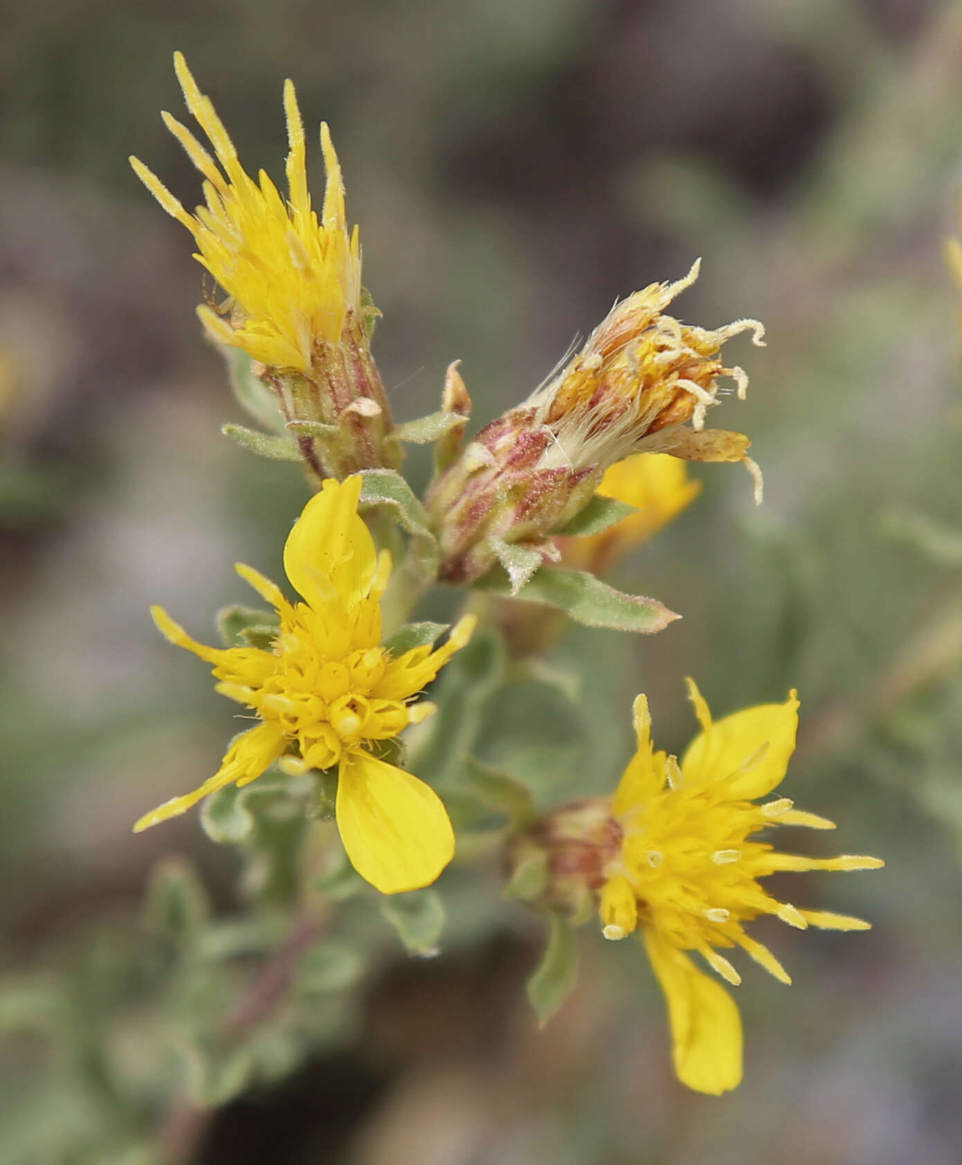 Image of singlehead goldenbush