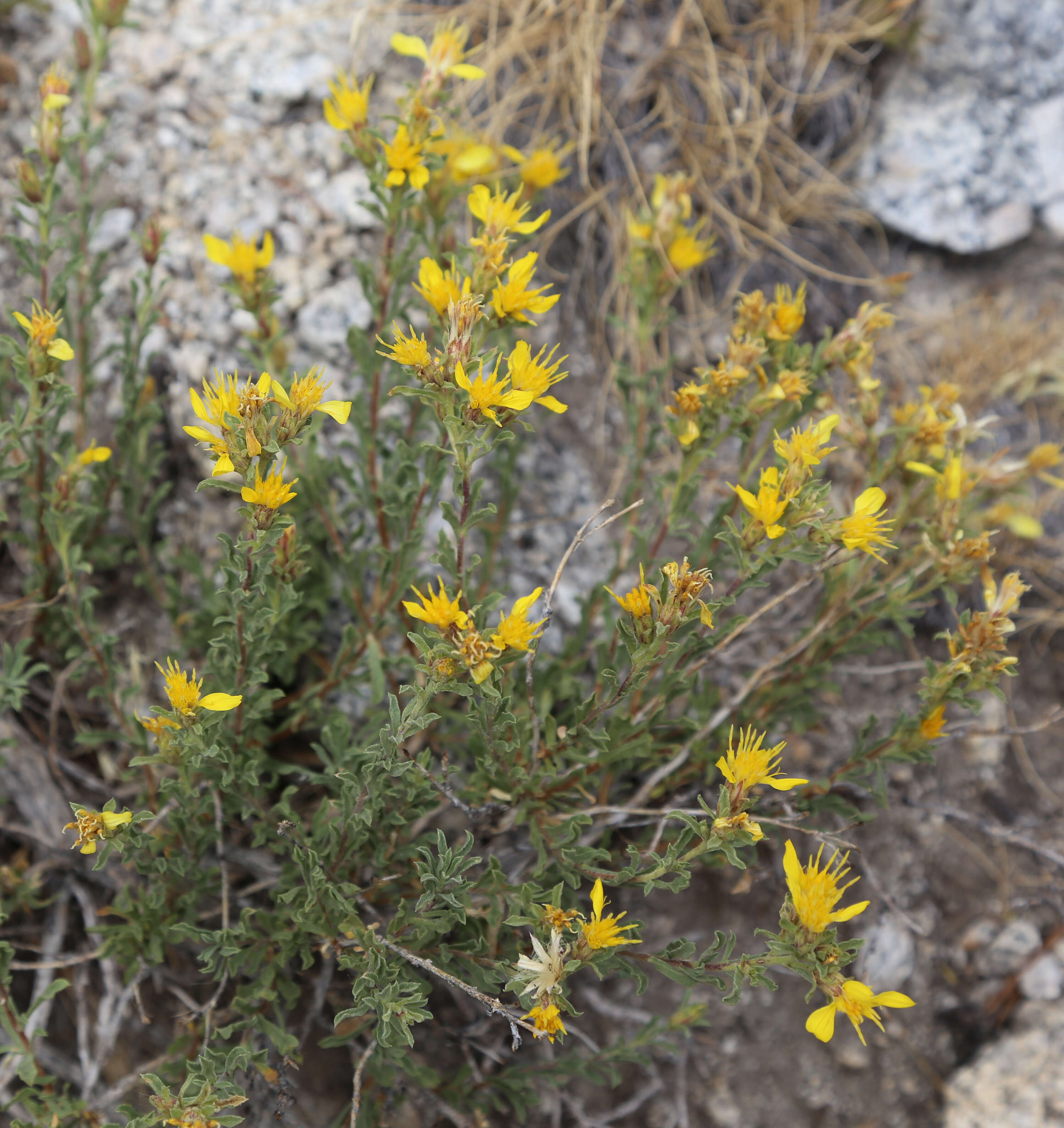 Image of singlehead goldenbush