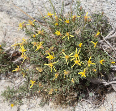 Image of singlehead goldenbush