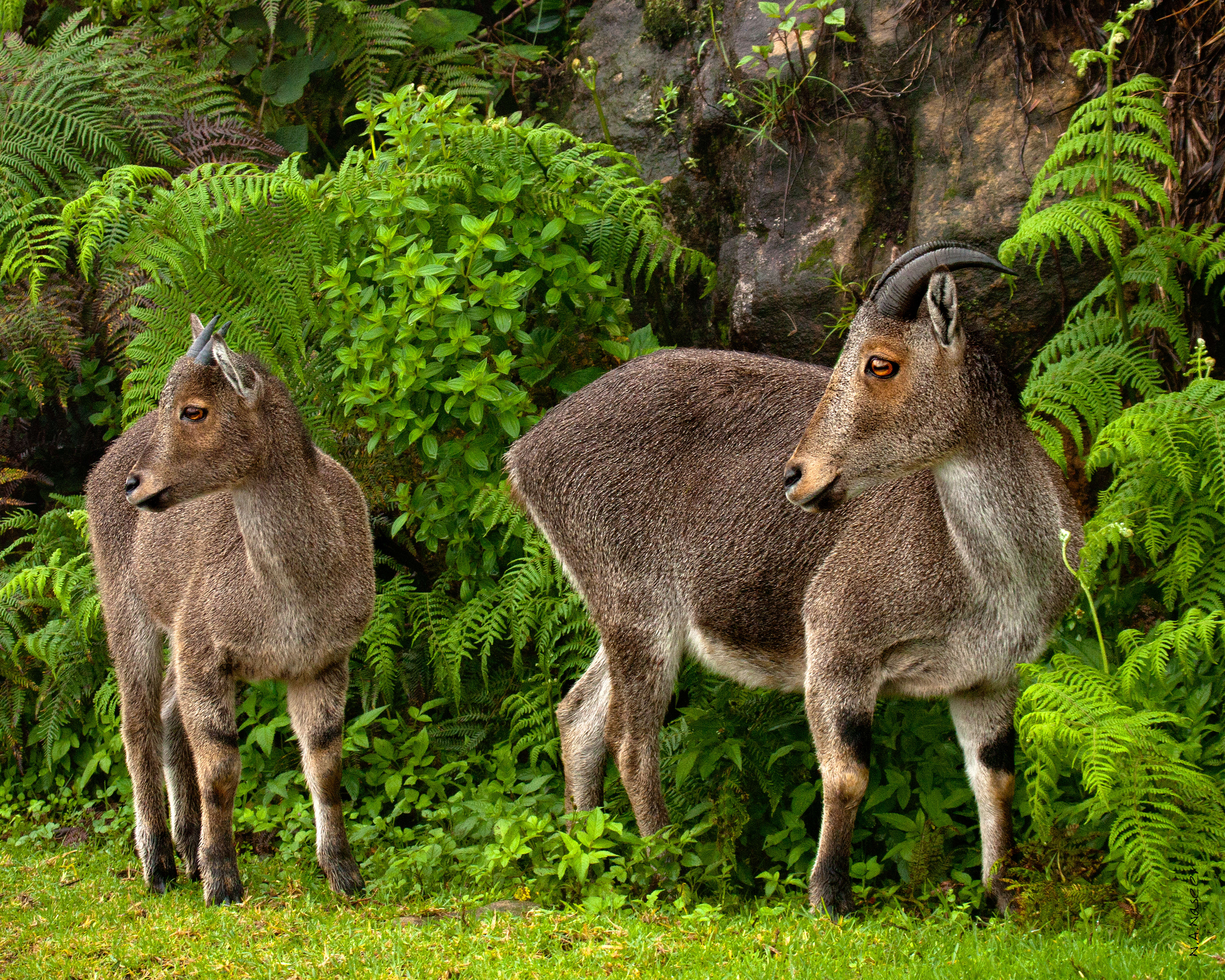 Image of Nilgiritragus Ropiquet & Hassanin 2005