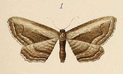 Image of Horisme albostriata Pagenstecher 1907