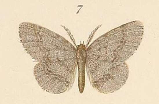 Image of Hypochrosis suffusata