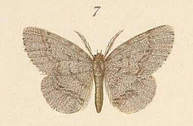 Plancia ëd Hypochrosis suffusata