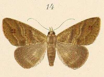 صورة Cycloprosopus Gaede ex Seitz 1939