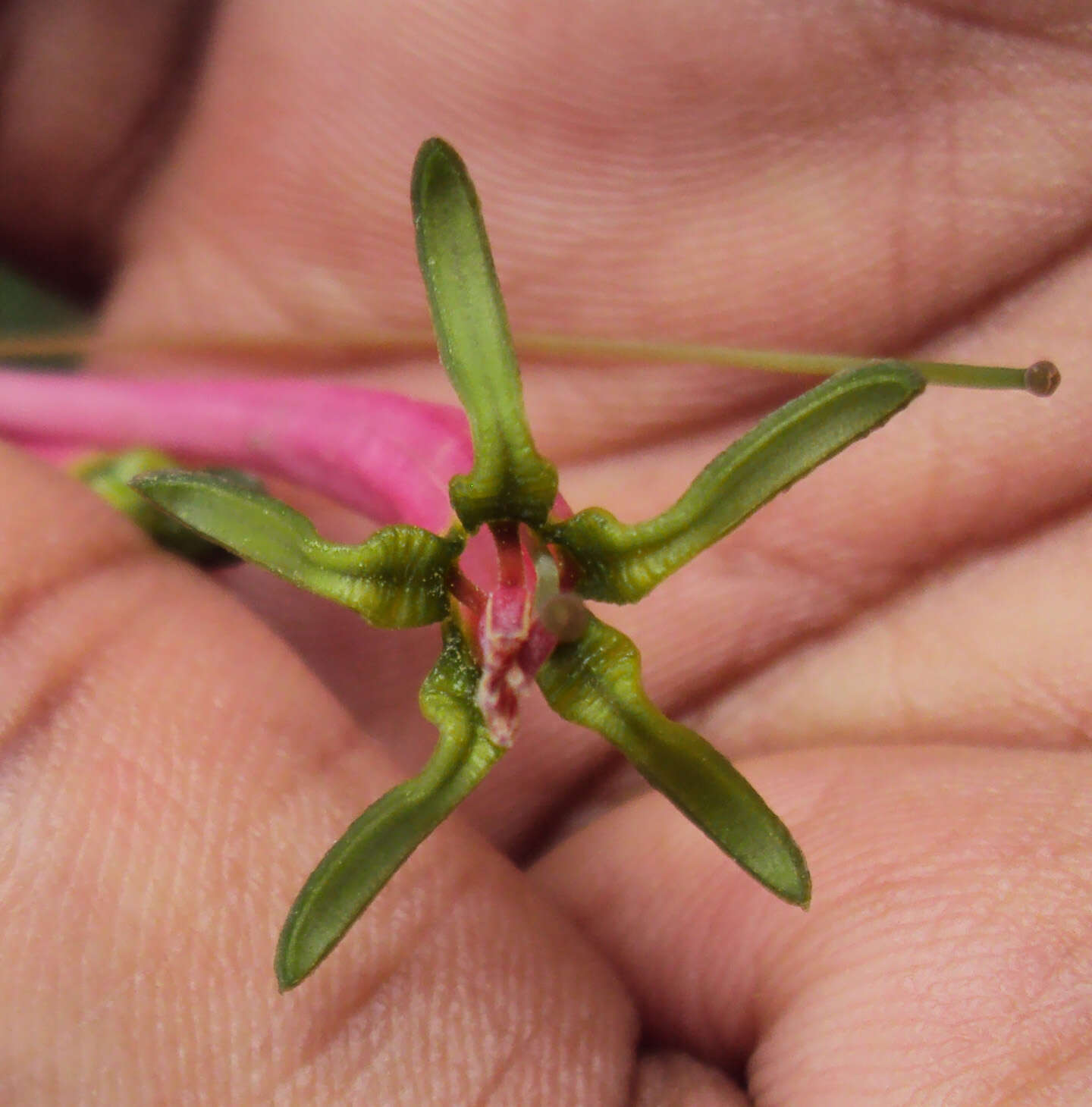 Image of Dendrophthoe falcata (L. fil.) Bl.