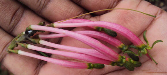 Image of Dendrophthoe falcata (L. fil.) Bl.