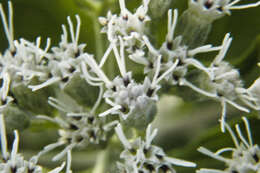 Image of lateflowering thoroughwort