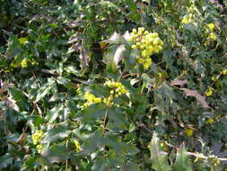 Image of wavyleaf barberry