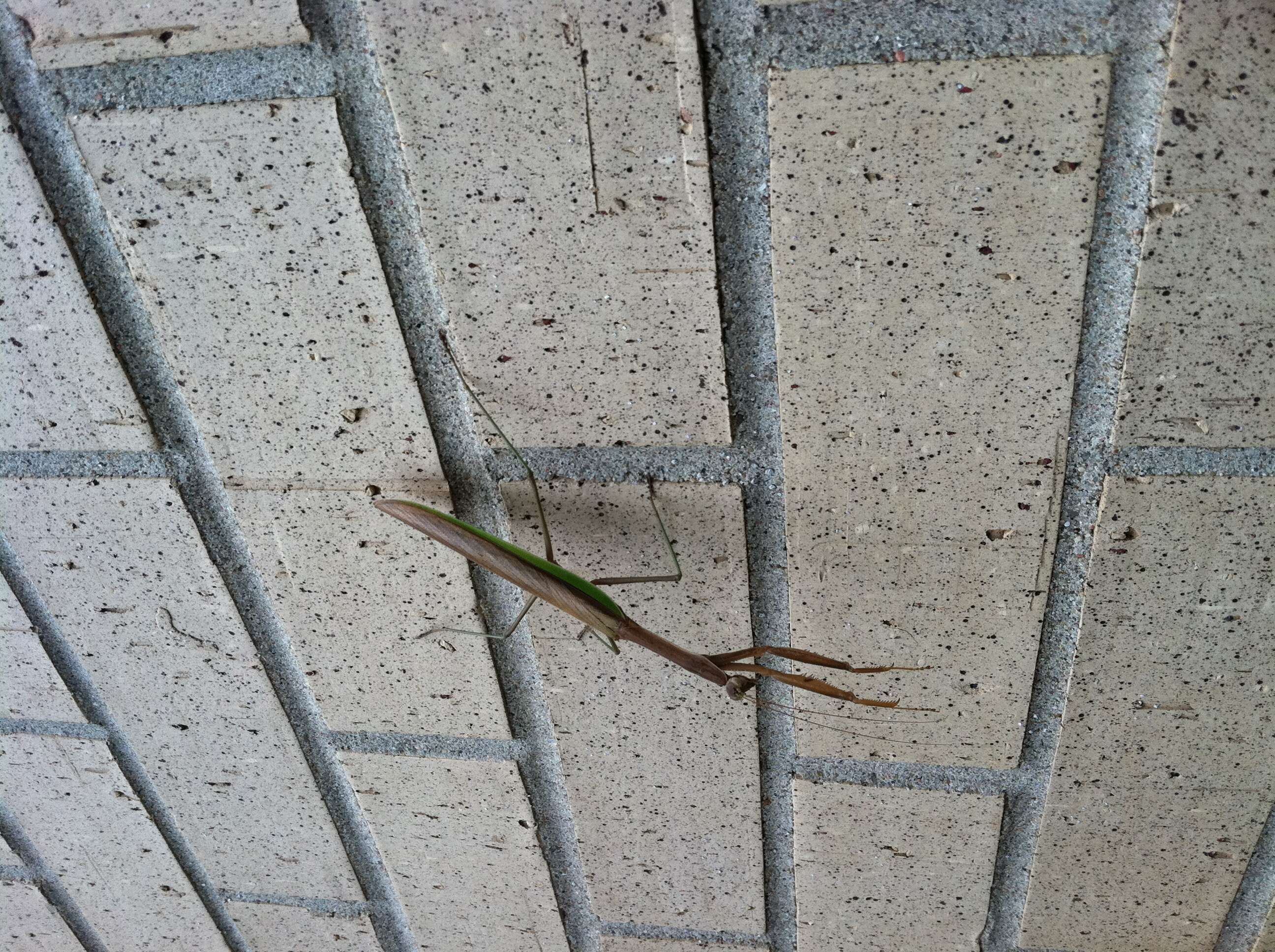 Image of Chinese mantis