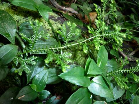 Imagem de Selaginella kraussiana (G. Kunze) A. Br.