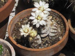 Plancia ëd Gymnocalycium ragonesei A. Cast.