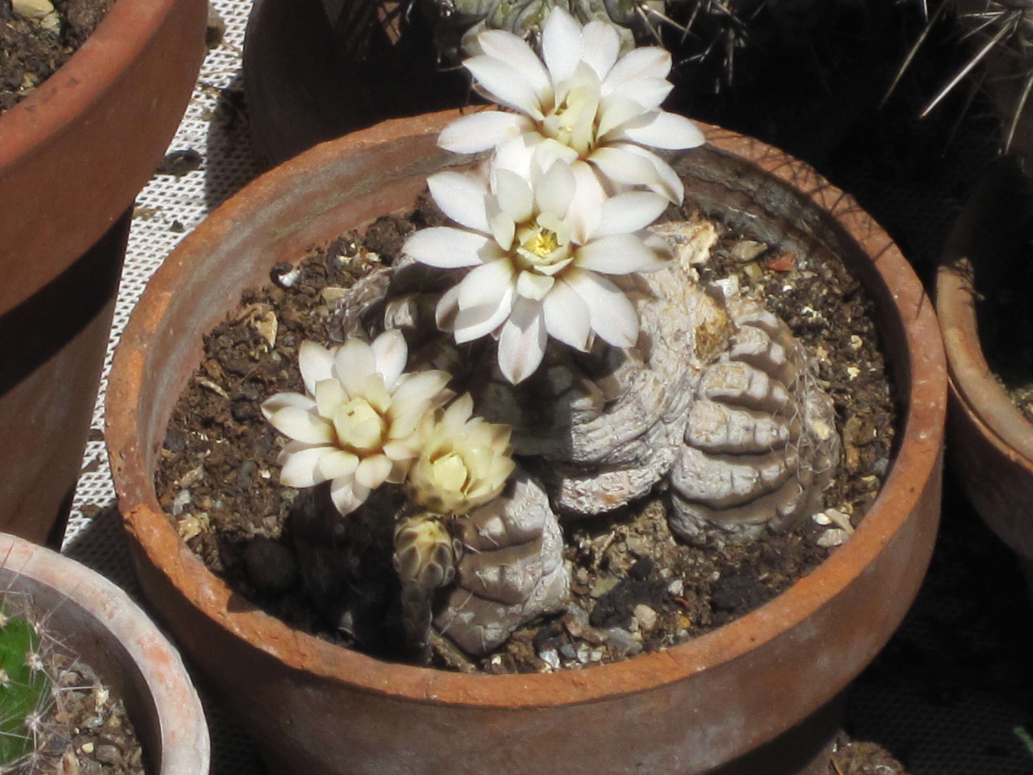 Image of Gymnocalycium ragonesei A. Cast.