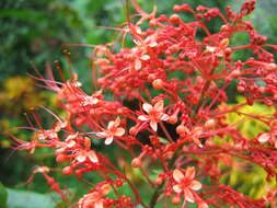 Imagem de Clerodendrum paniculatum L.