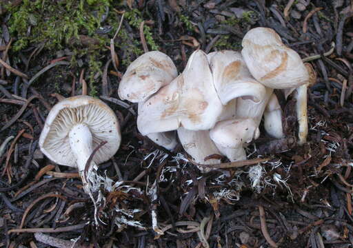 Image of Clitocybe albirhiza H. E. Bigelow & A. H. Sm. 1963