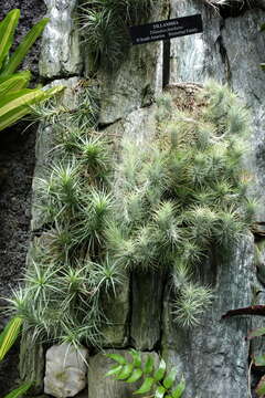 Image of Tillandsia andreana É. Morren ex André