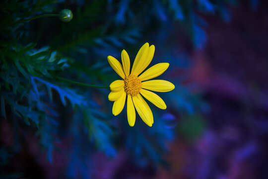 Imagem de Euryops chrysanthemoides (DC.) B. Nordenst.